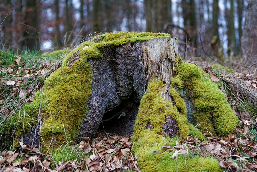 En mossig stubbe i ett skogsbryn
